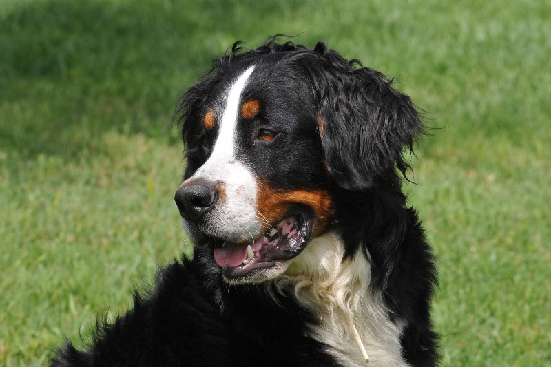 Fiona Des Princes Cathares