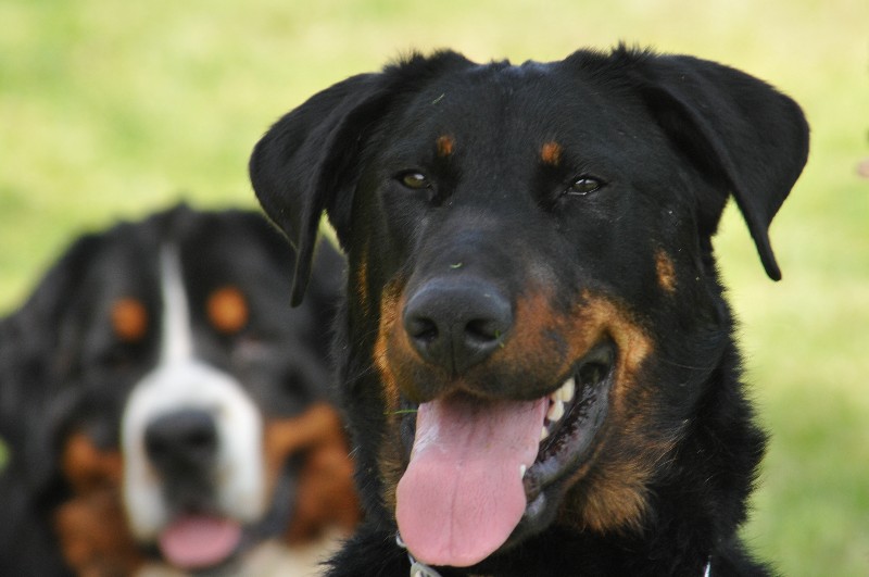 Gonzesse du berceau de bfamily