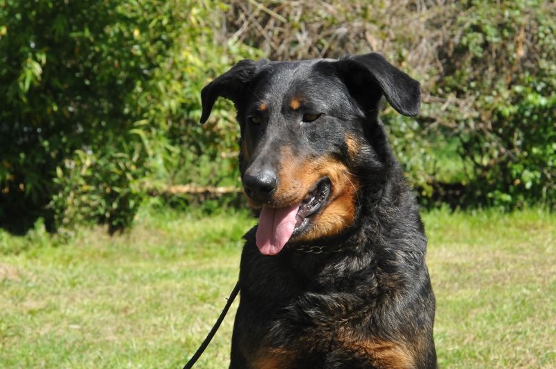 CH. Idem du berceau de bfamily