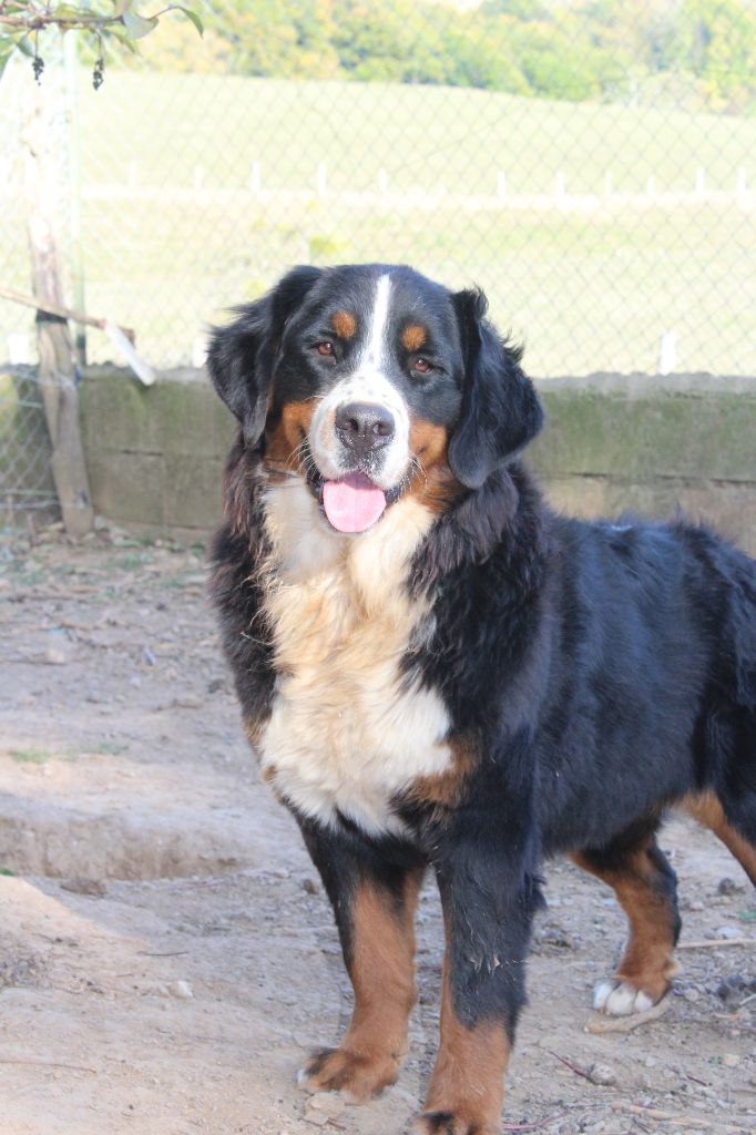 Marguerite du berceau de bfamily