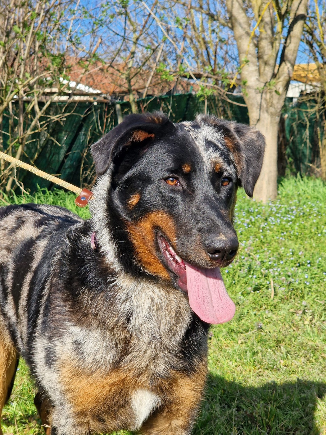 Andromaque descythie du berceau de bfamily