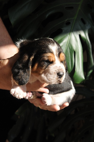 chiots