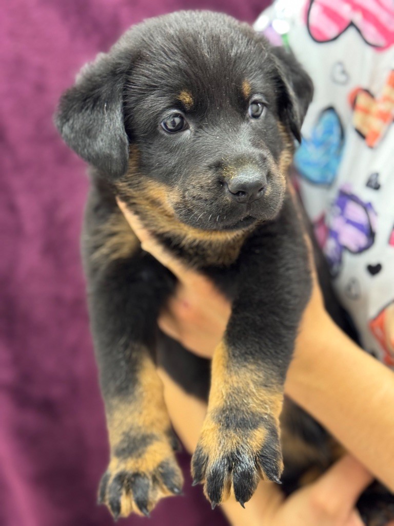 du berceau de bfamily - Chiots disponibles - Berger de Beauce