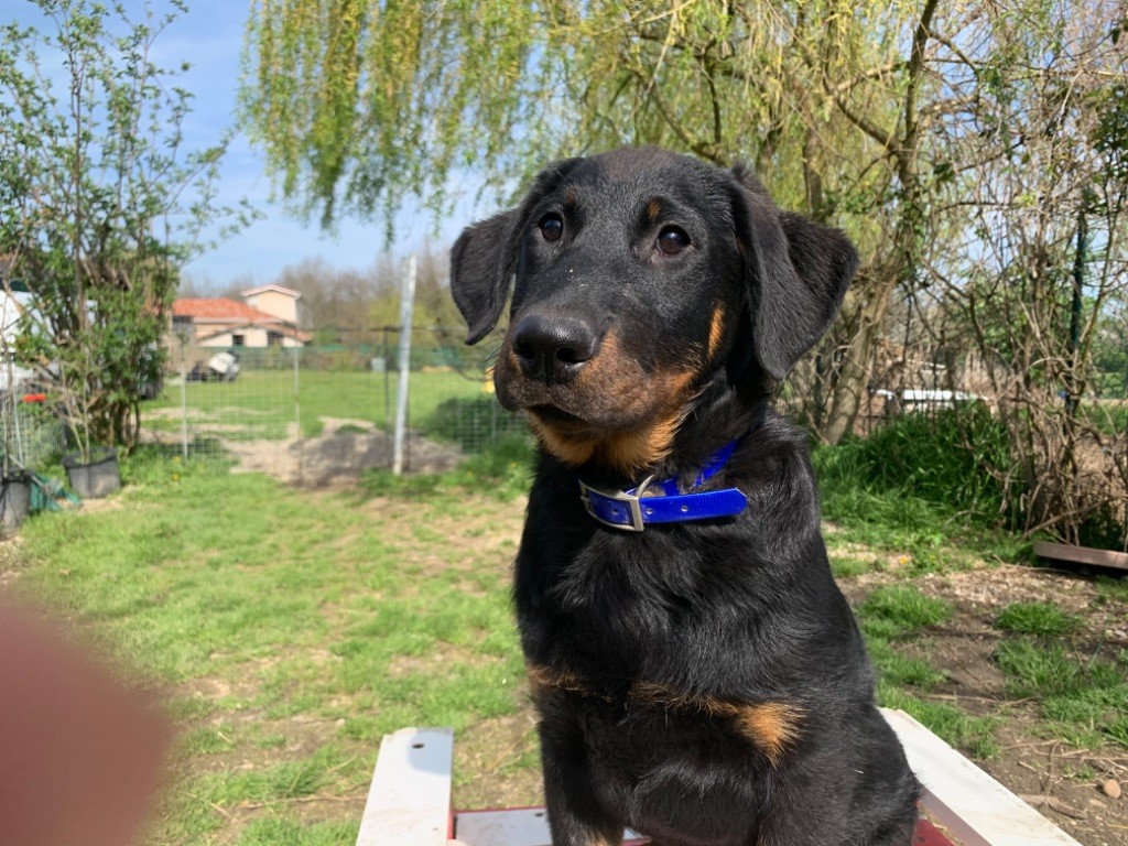 du berceau de bfamily - Berger de Beauce - Portée née le 02/12/2019