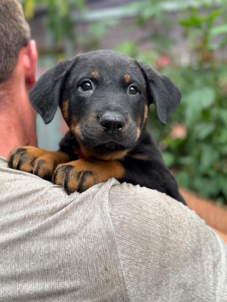 du berceau de bfamily - Chiots disponibles - Berger de Beauce