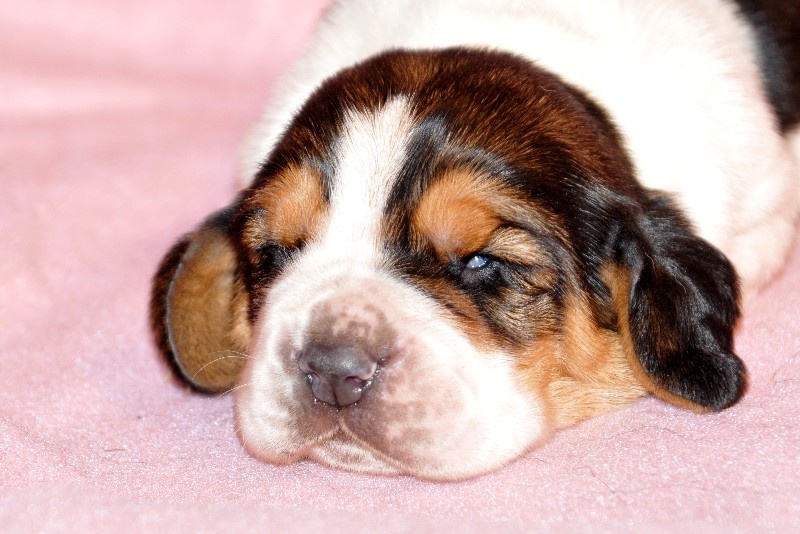 du berceau de bfamily - Basset Hound - Portée née le 08/11/2013