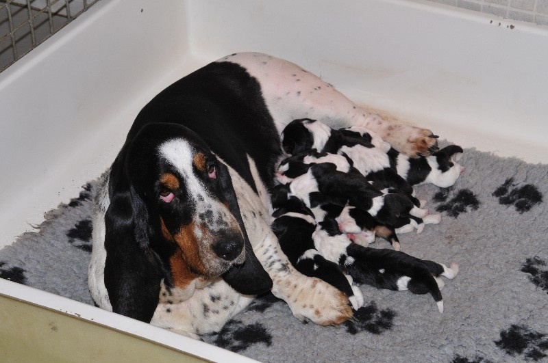 Chiot Basset Hound du berceau de bfamily