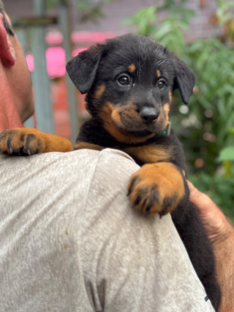 du berceau de bfamily - Chiots disponibles - Berger de Beauce
