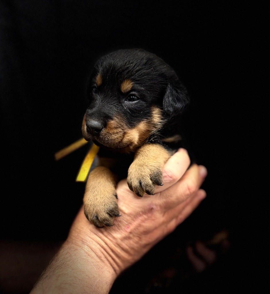 du berceau de bfamily - Chiots disponibles - Berger de Beauce