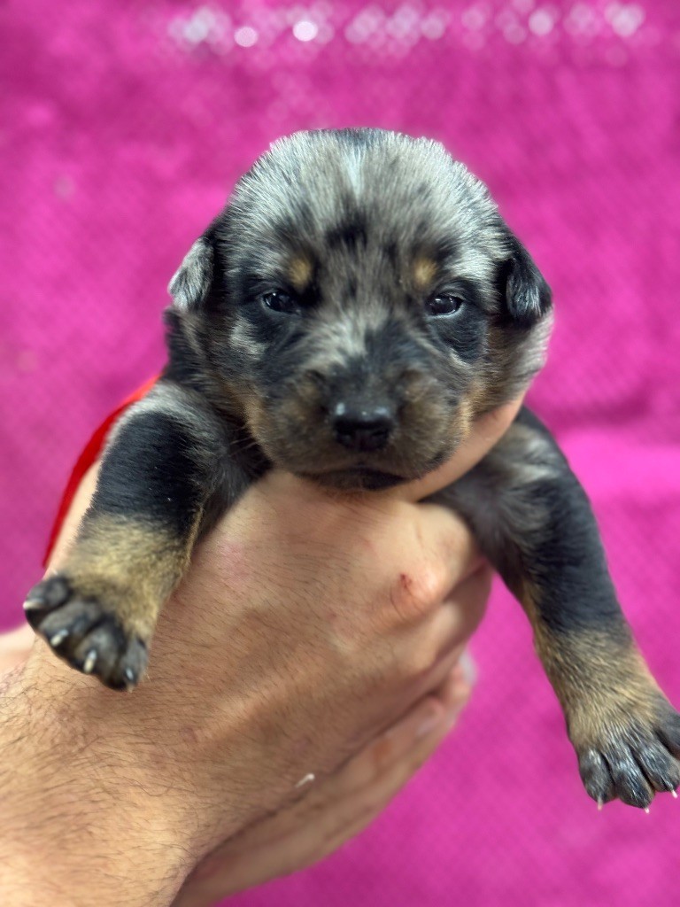 du berceau de bfamily - Chiots disponibles - Berger de Beauce