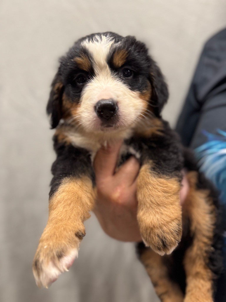 du berceau de bfamily - Chiots disponibles - Bouvier Bernois