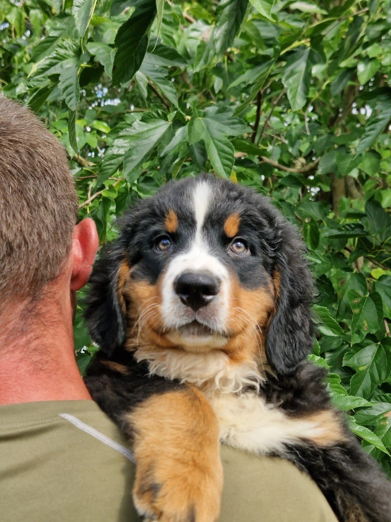 du berceau de bfamily - Chiots disponibles - Bouvier Bernois