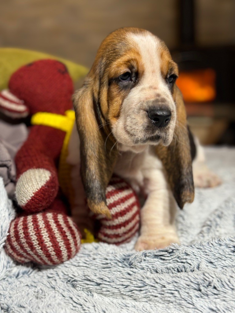 du berceau de bfamily - Basset Hound - Portée née le 05/10/2023