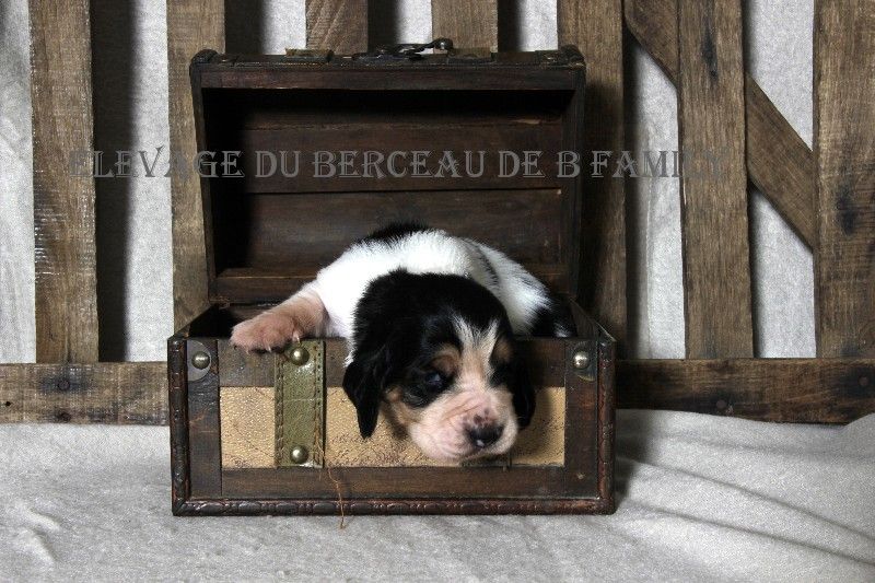 Chiot Basset Hound du berceau de bfamily