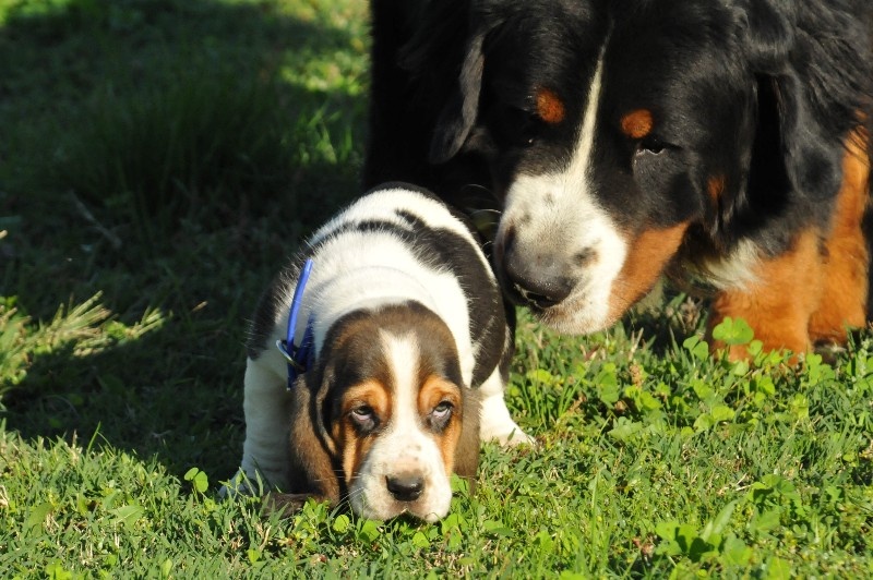 du berceau de bfamily - Basset Hound - Portée née le 22/08/2014