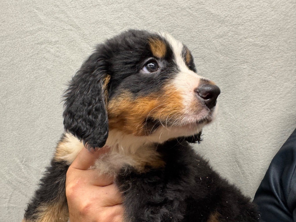 du berceau de bfamily - Chiots disponibles - Bouvier Bernois