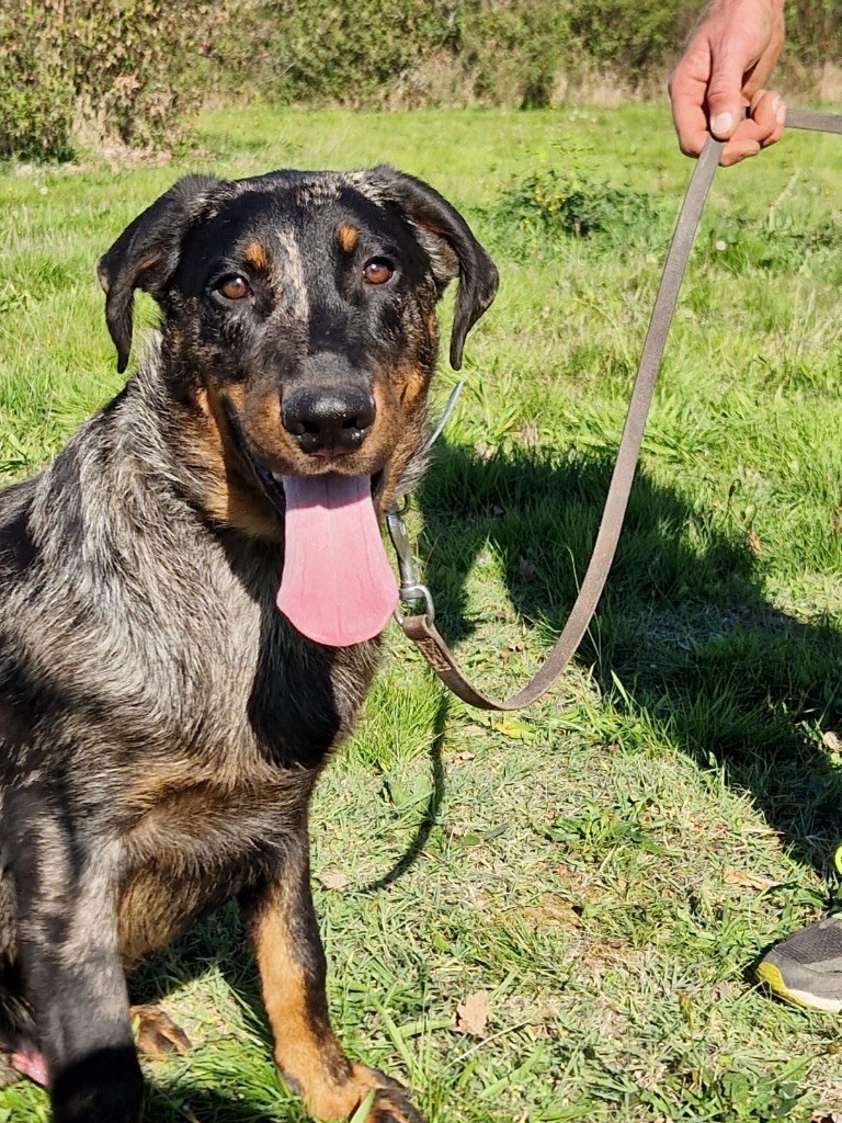 du berceau de bfamily - Chiots disponibles - Berger de Beauce