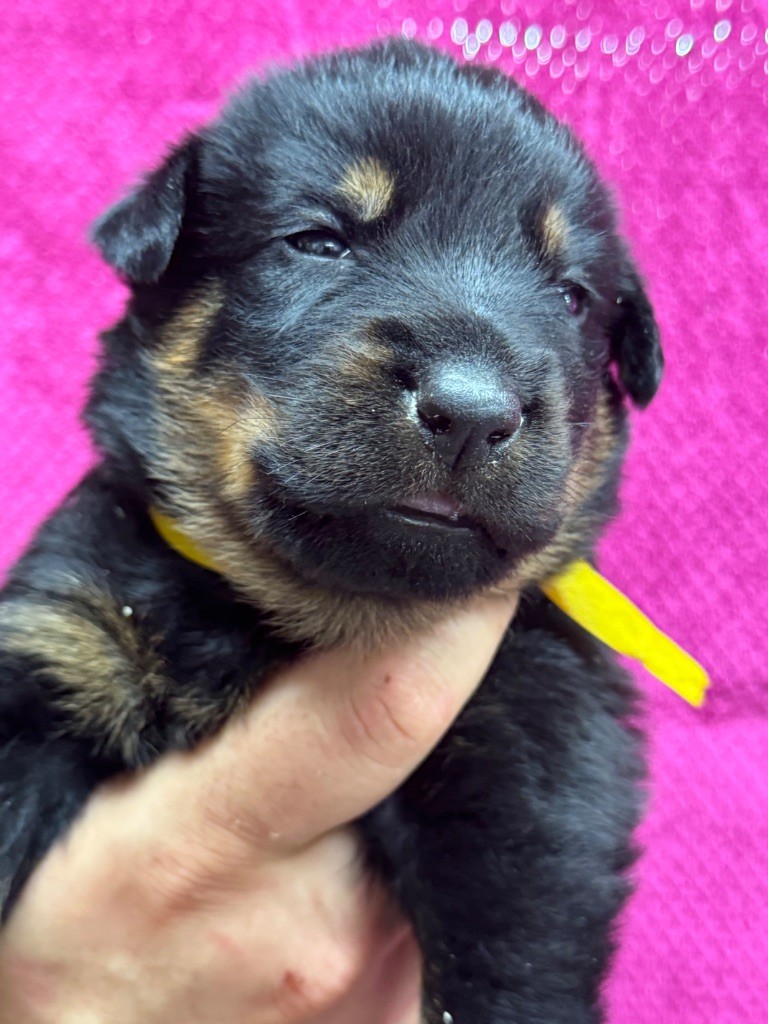 du berceau de bfamily - Chiots disponibles - Berger de Beauce