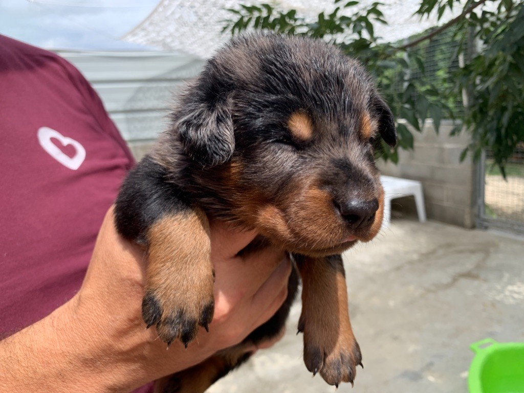 du berceau de bfamily - Berger de Beauce - Portée née le 06/07/2021