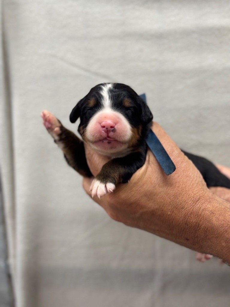 du berceau de bfamily - Chiots disponibles - Bouvier Bernois