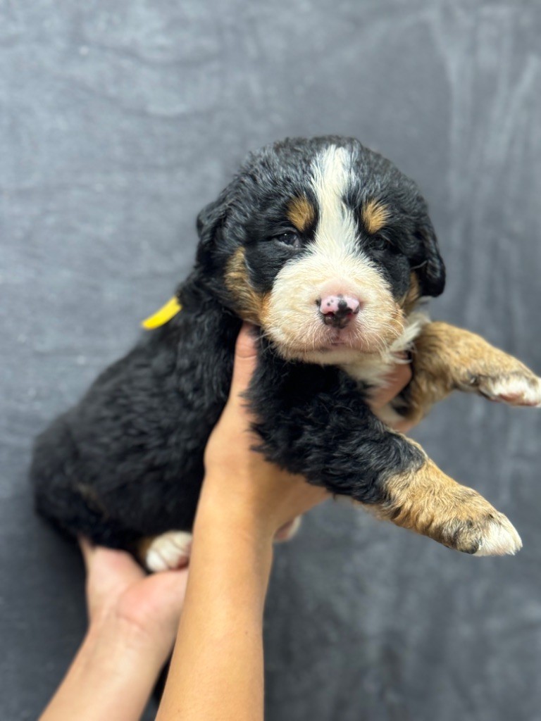 du berceau de bfamily - Bouvier Bernois - Portée née le 13/08/2024