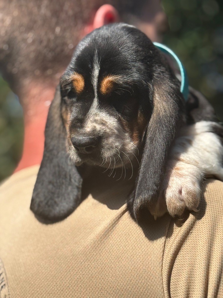 du berceau de bfamily - Basset Hound - Portée née le 10/05/2025
