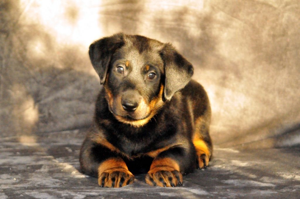 du berceau de bfamily - Berger de Beauce - Portée née le 01/10/2018