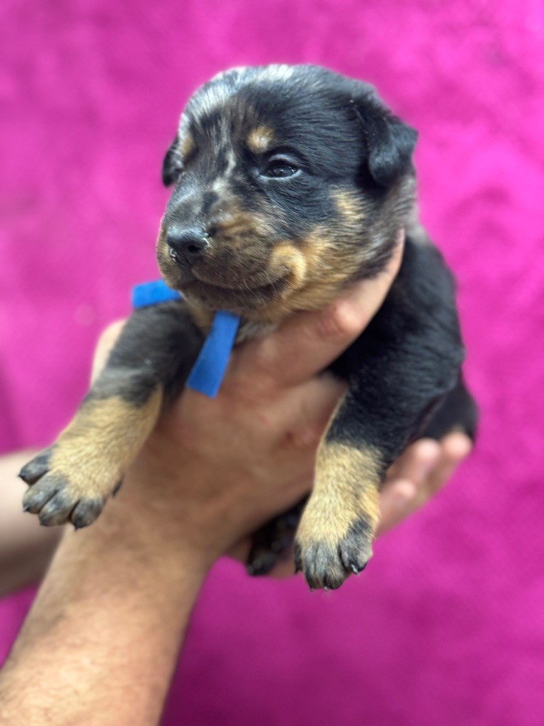 du berceau de bfamily - Chiots disponibles - Berger de Beauce