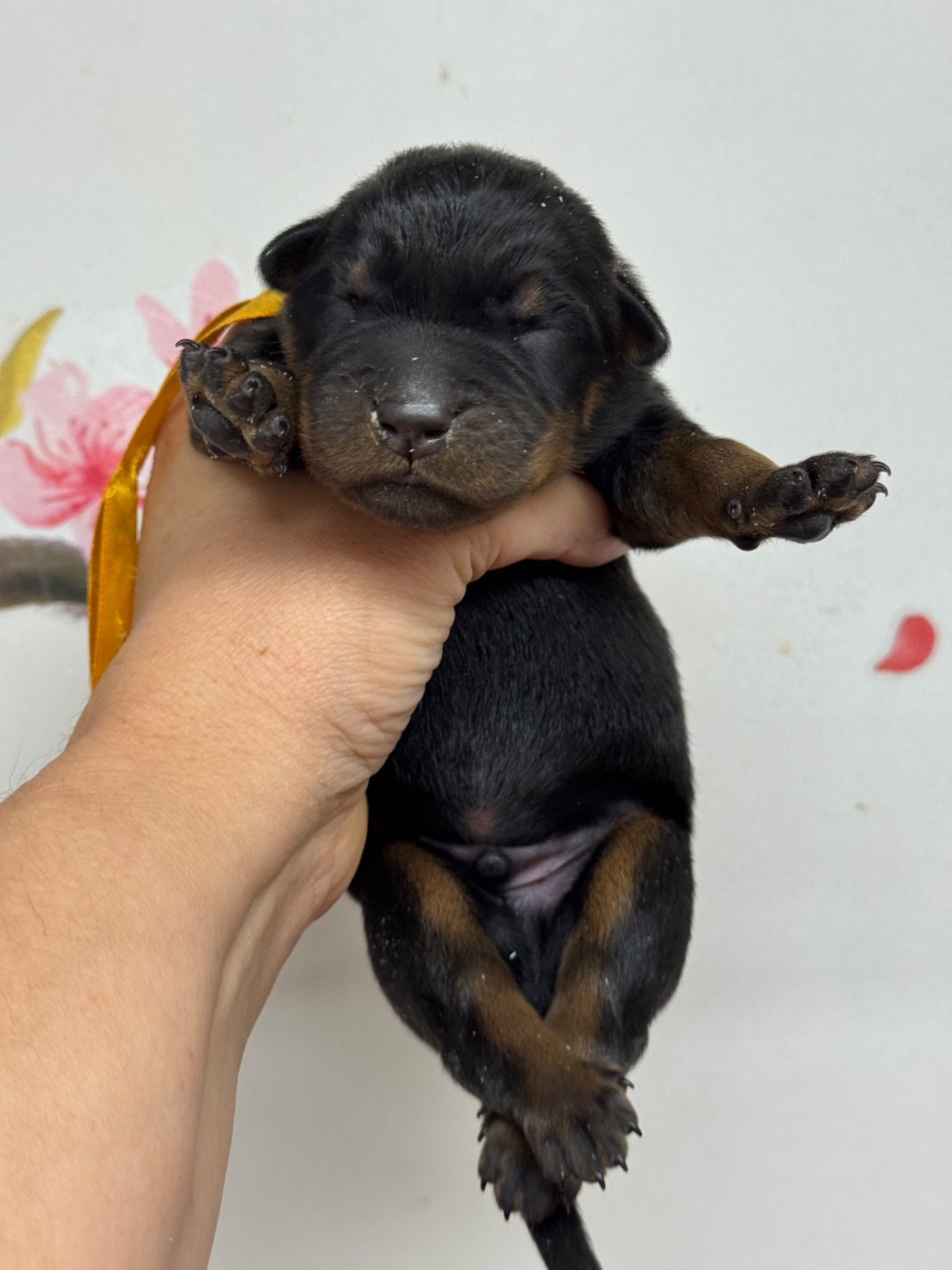 du berceau de bfamily - Chiots disponibles - Berger de Beauce