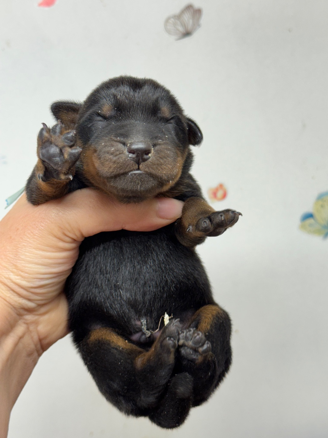 du berceau de bfamily - Chiots disponibles - Berger de Beauce