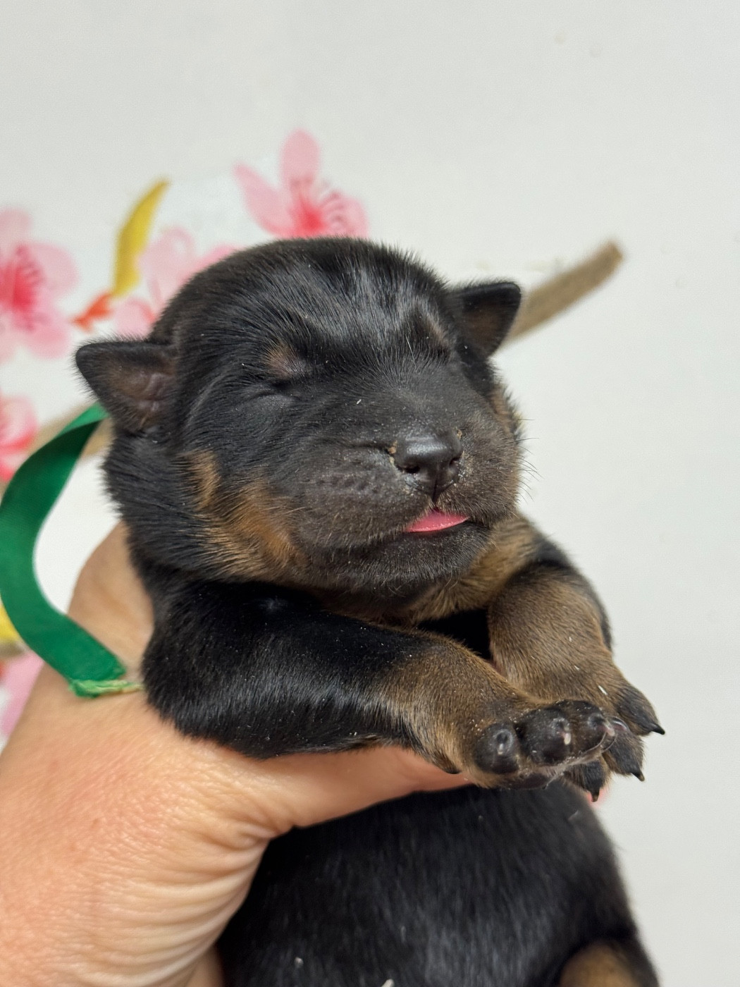 du berceau de bfamily - Chiots disponibles - Berger de Beauce