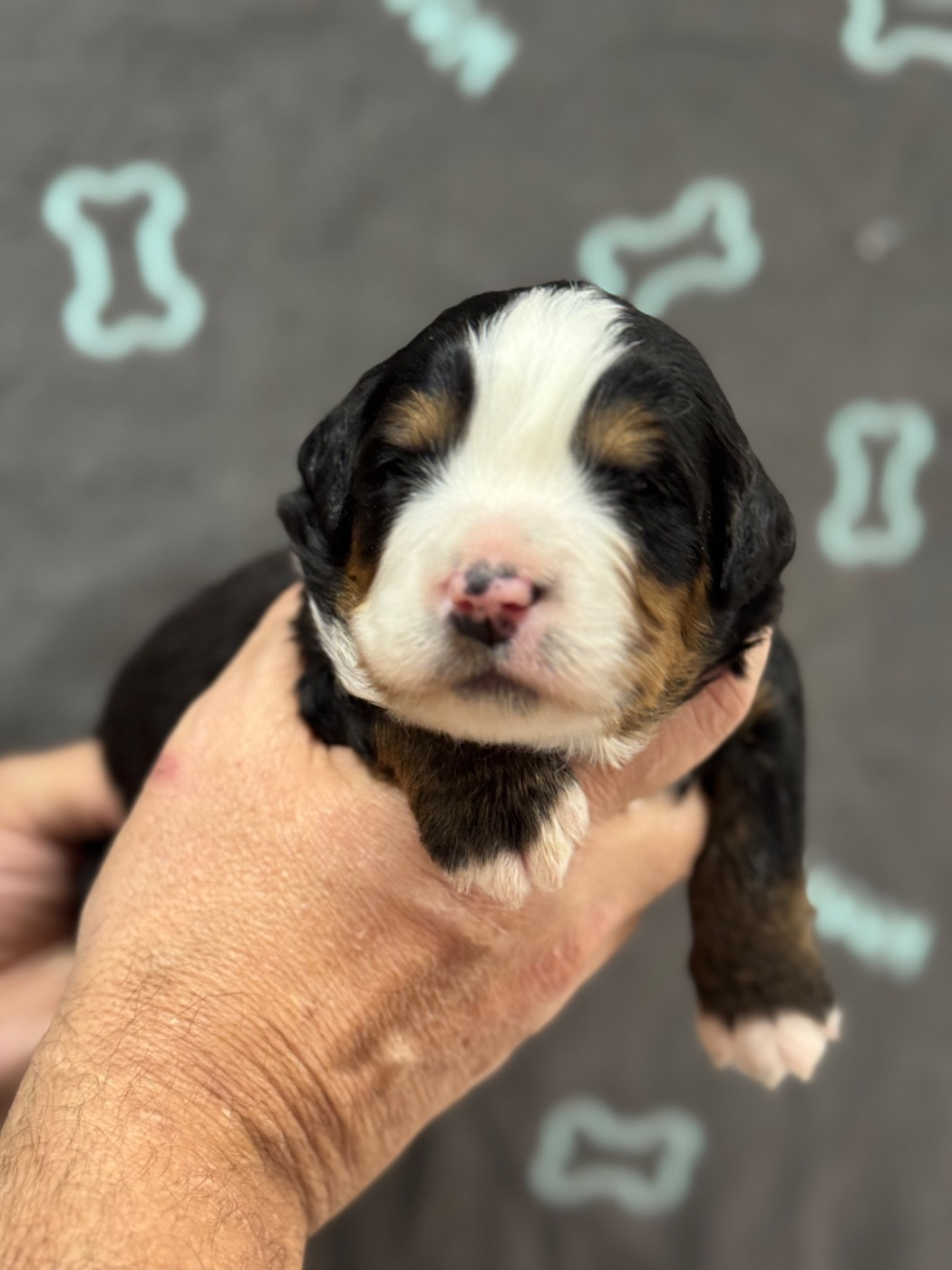 du berceau de bfamily - Chiots disponibles - Bouvier Bernois