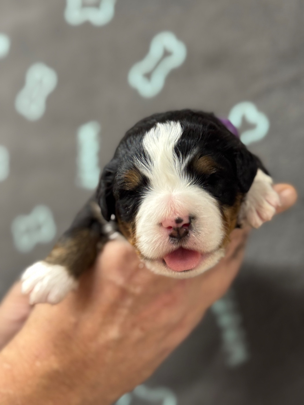 du berceau de bfamily - Chiots disponibles - Bouvier Bernois