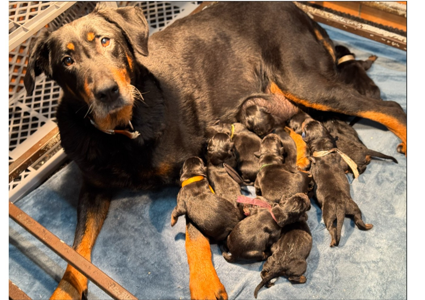 Chiot Berger de Beauce du berceau de bfamily