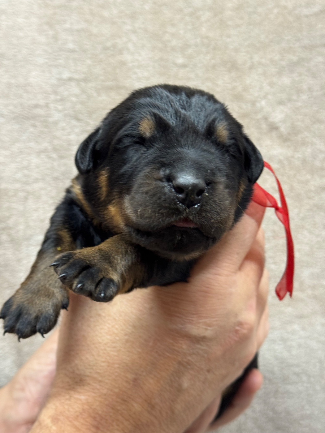 du berceau de bfamily - Chiots disponibles - Berger de Beauce