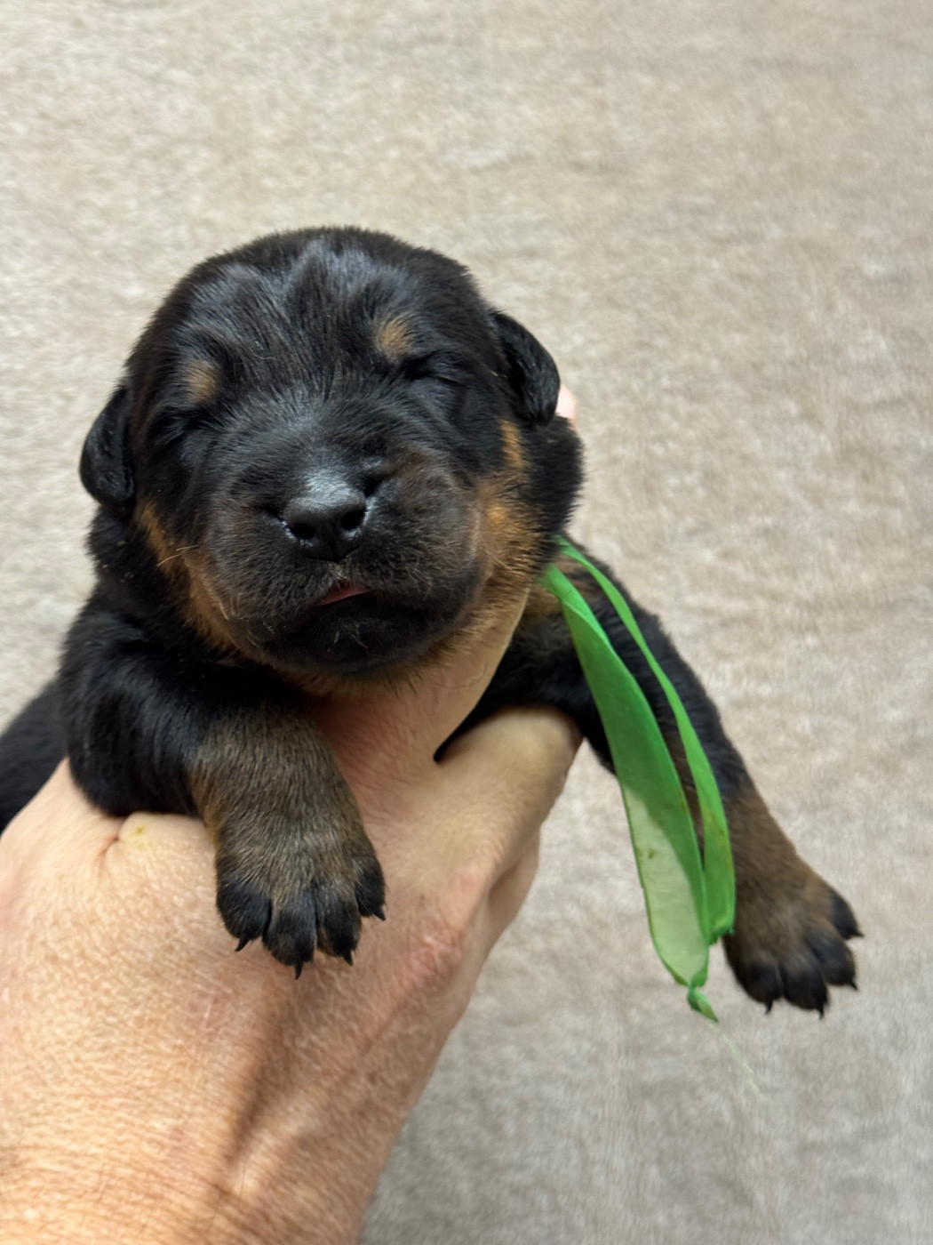 du berceau de bfamily - Chiots disponibles - Berger de Beauce