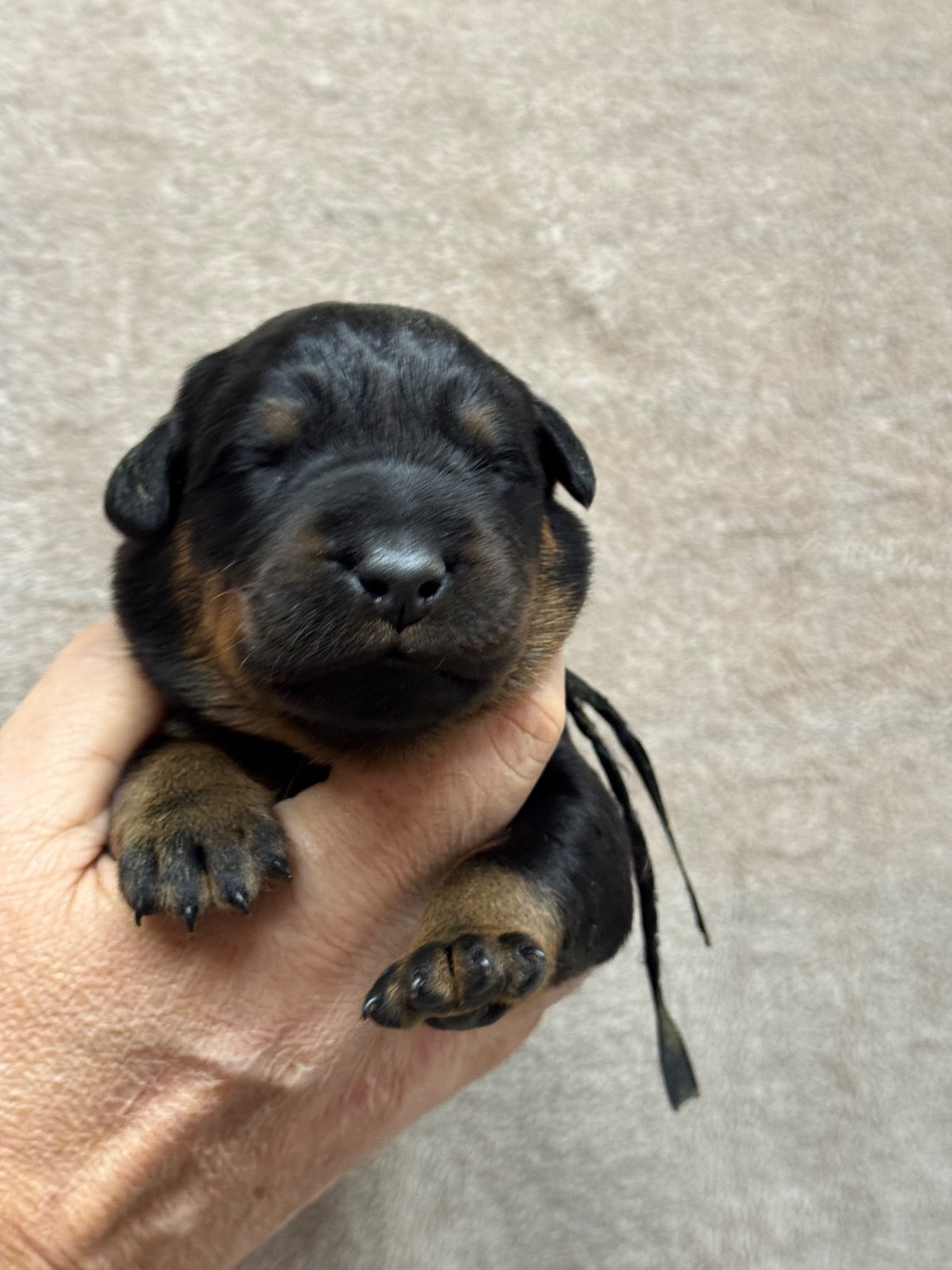 du berceau de bfamily - Chiots disponibles - Berger de Beauce