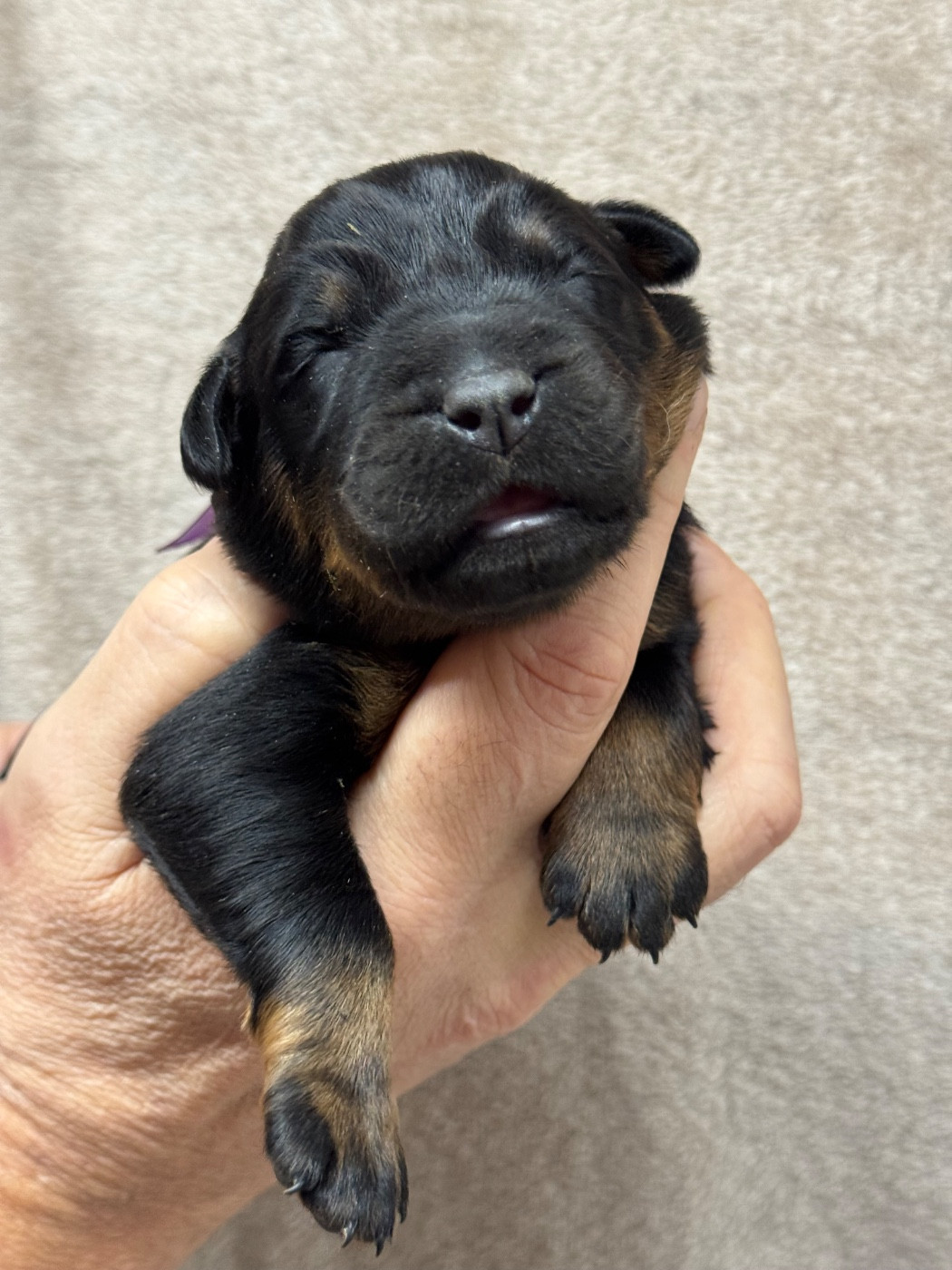 du berceau de bfamily - Chiots disponibles - Berger de Beauce