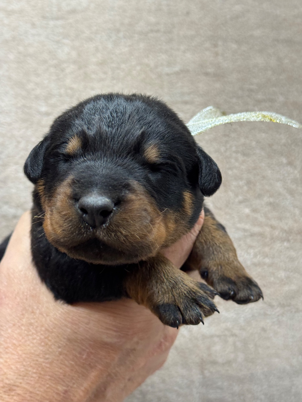 du berceau de bfamily - Chiots disponibles - Berger de Beauce