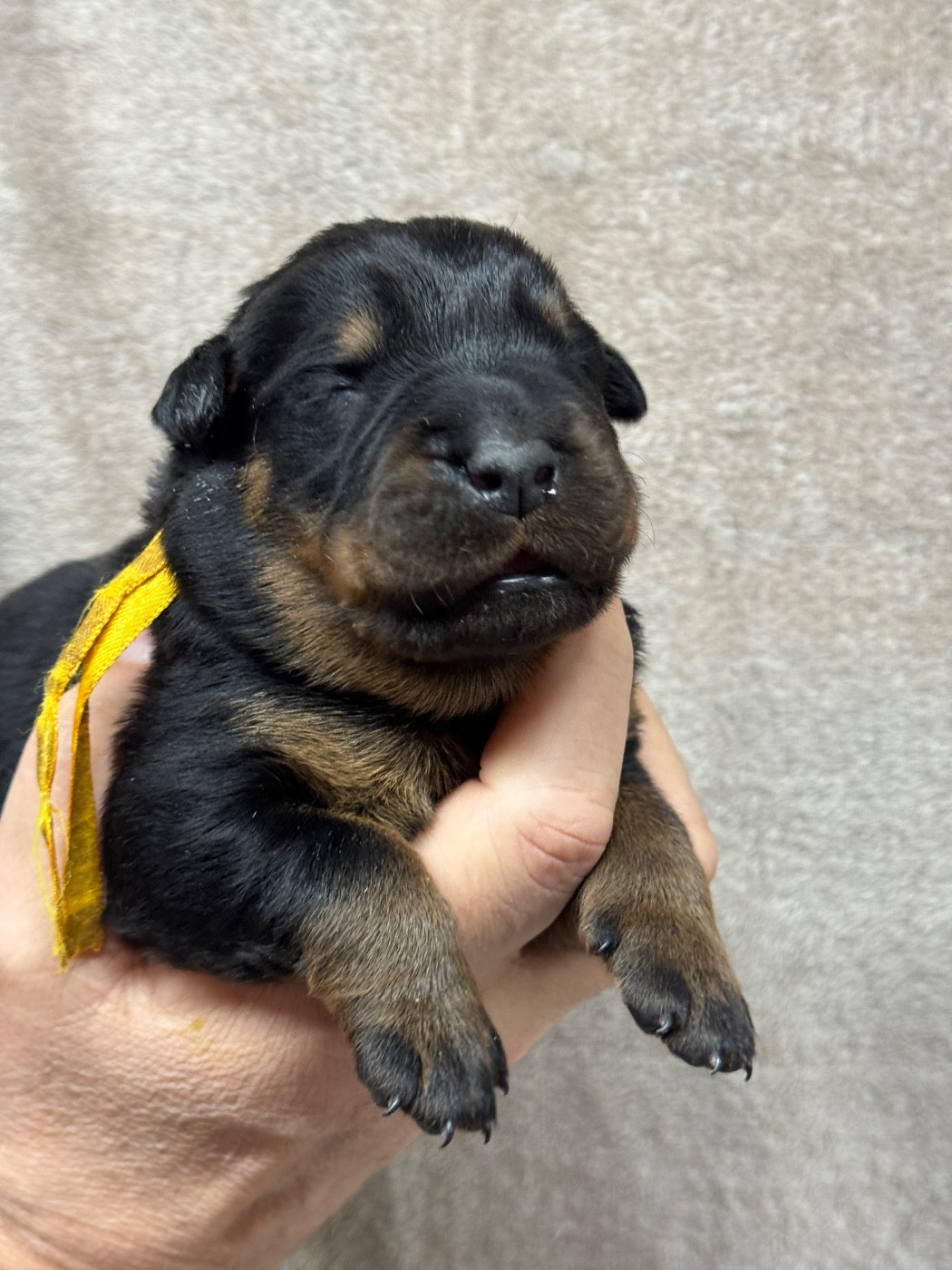 du berceau de bfamily - Chiots disponibles - Berger de Beauce
