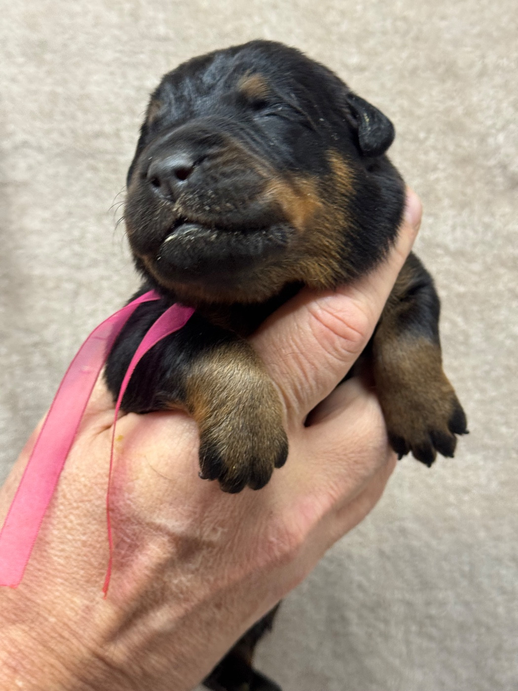 du berceau de bfamily - Chiots disponibles - Berger de Beauce