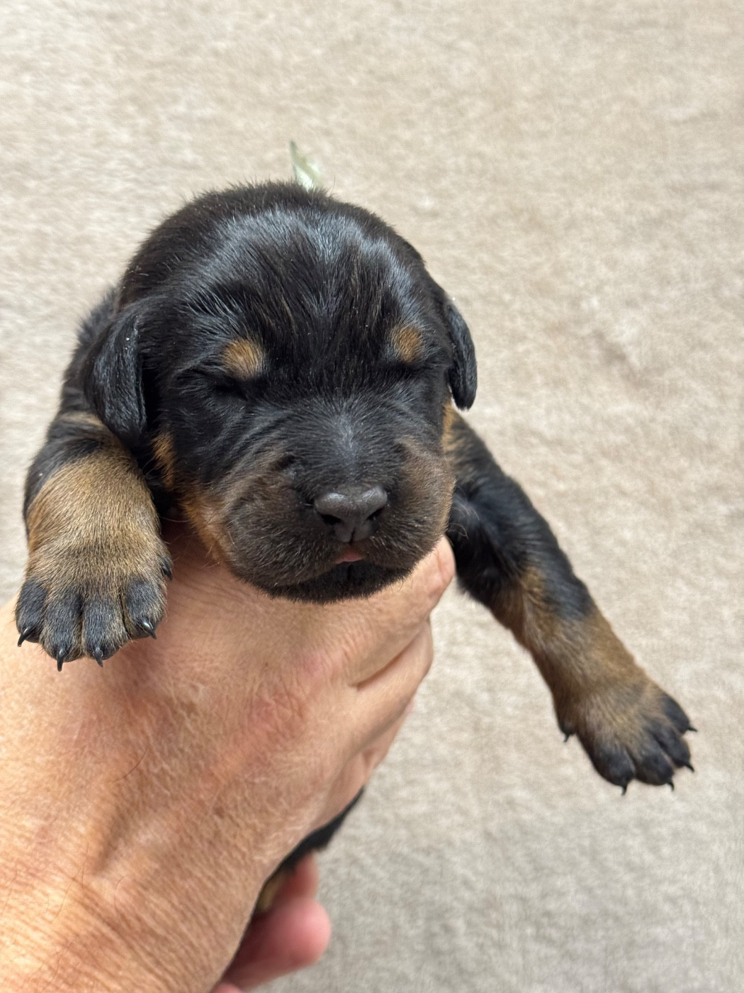 du berceau de bfamily - Chiots disponibles - Berger de Beauce