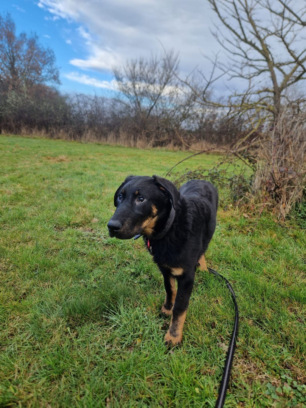 du berceau de bfamily - Chiots disponibles - Berger de Beauce