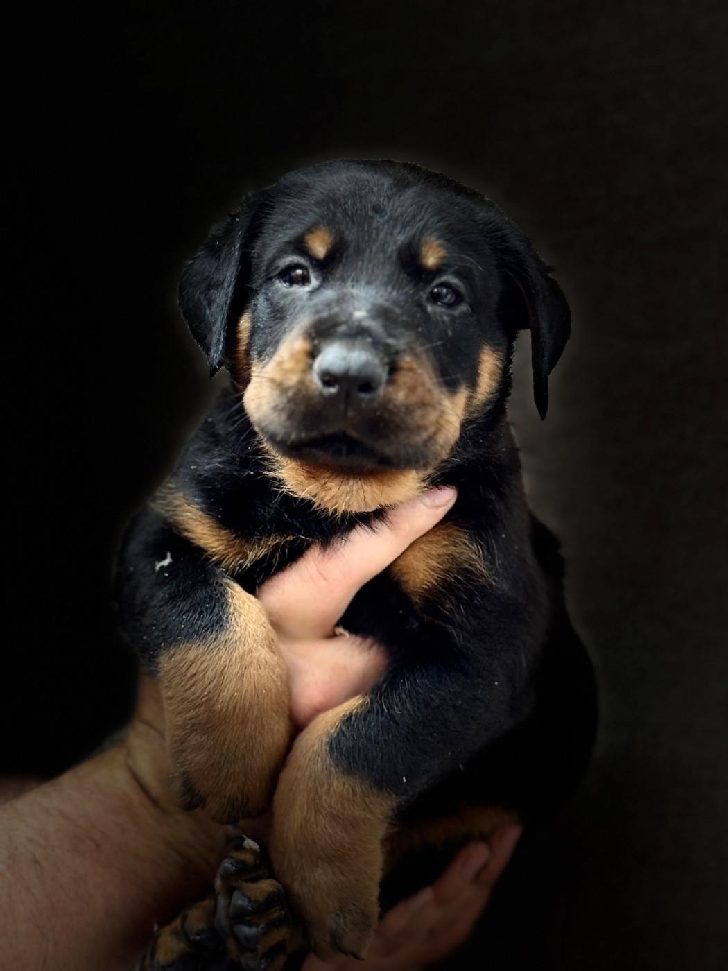 du berceau de bfamily - Chiots disponibles - Berger de Beauce