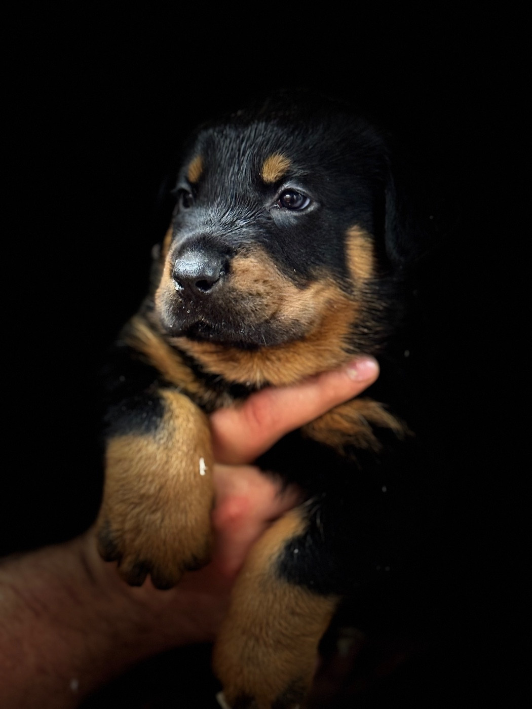 du berceau de bfamily - Chiots disponibles - Berger de Beauce