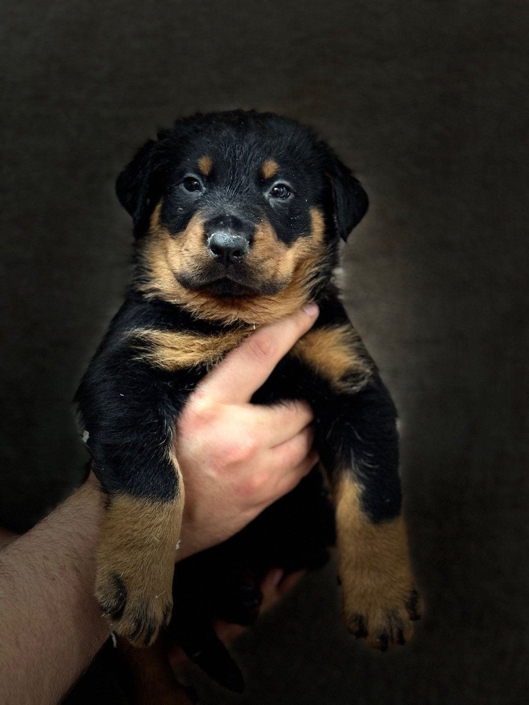 du berceau de bfamily - Chiots disponibles - Berger de Beauce