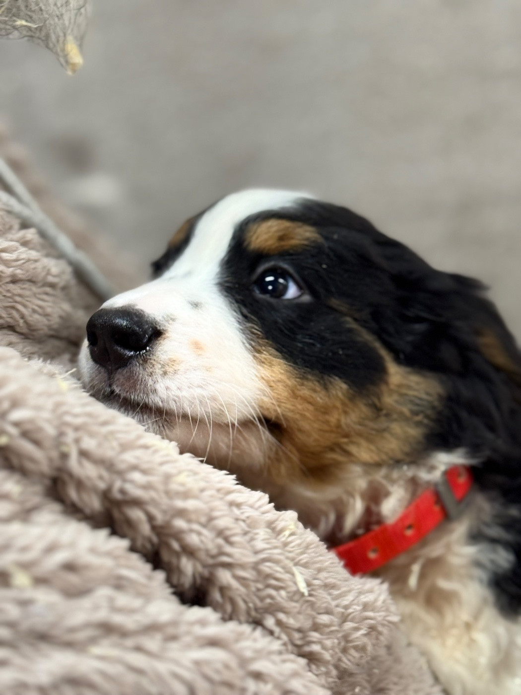 du berceau de bfamily - Bouvier Bernois - Portée née le 25/12/2025