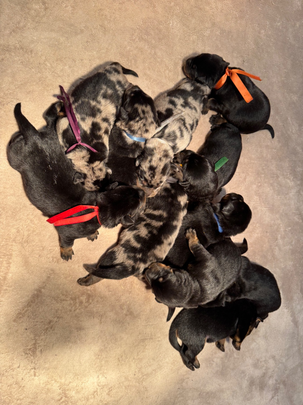 Chiot Berger de Beauce du berceau de bfamily