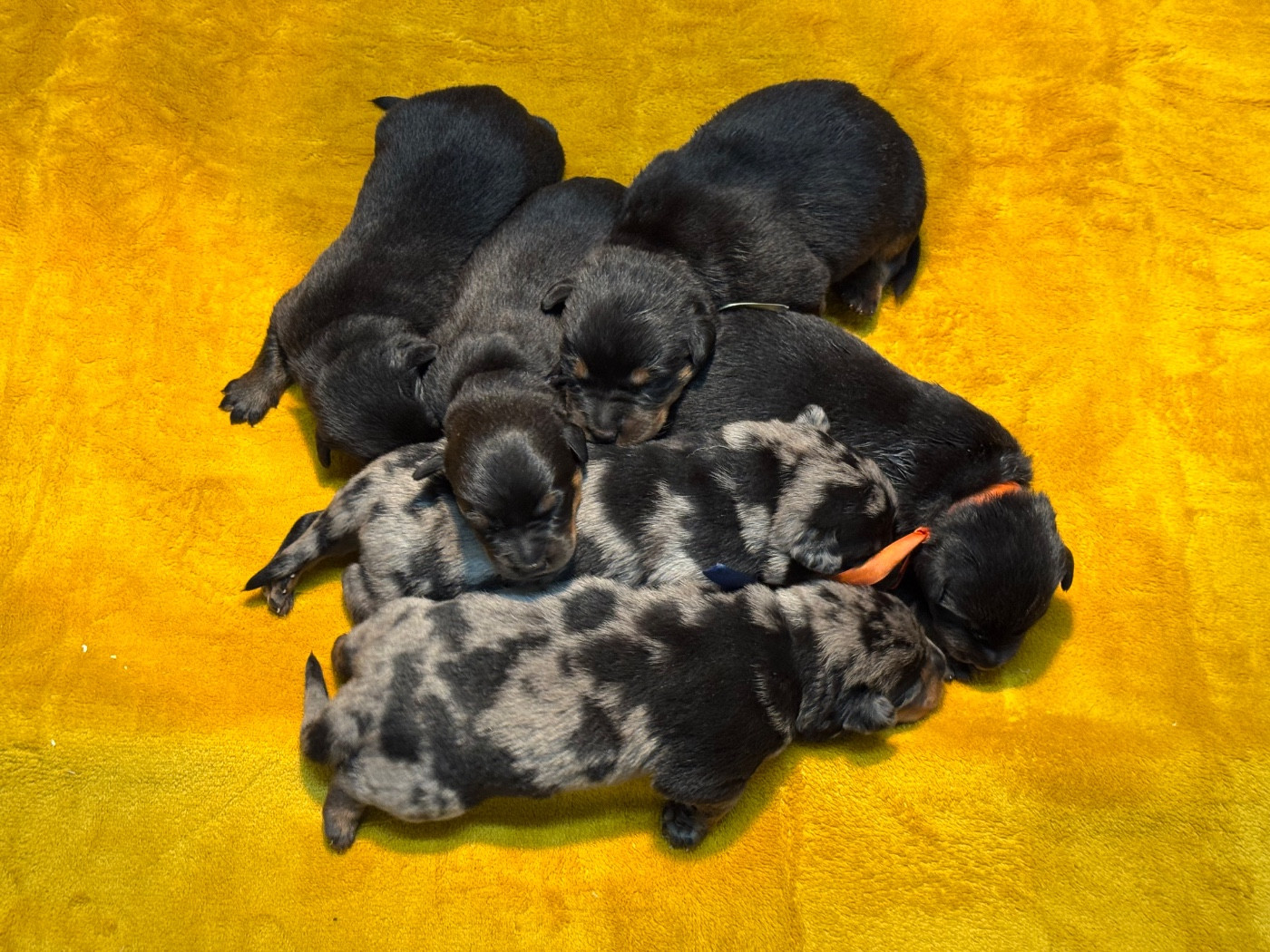 Chiot Berger de Beauce du berceau de bfamily