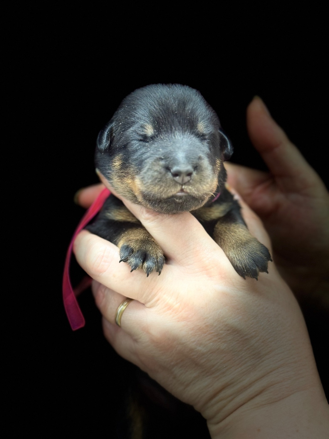 du berceau de bfamily - Chiots disponibles - Berger de Beauce